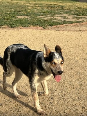 City of Milpitas Dog Park at Ed R. Levin