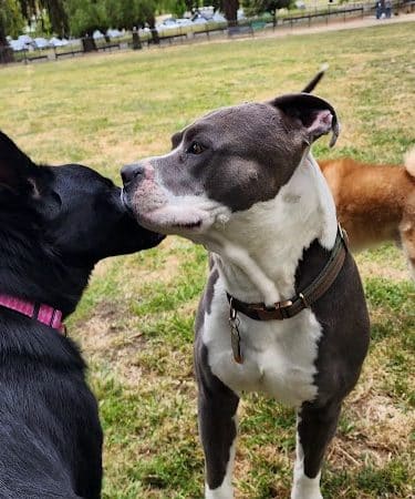 City of Milpitas Dog Park at Ed R. Levin