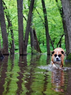 Minnehaha Dog Park