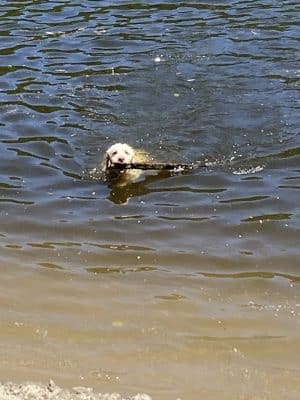 Minnehaha Dog Park