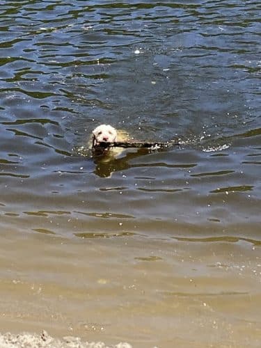 Minnehaha Dog Park