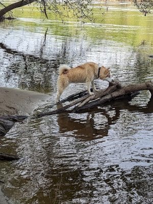 Minnehaha Dog Park