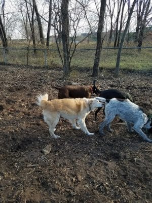 St. Anthony Parkway Off-Leash Dog Park