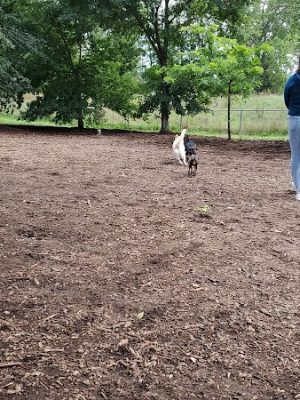 St. Anthony Parkway Off-Leash Dog Park