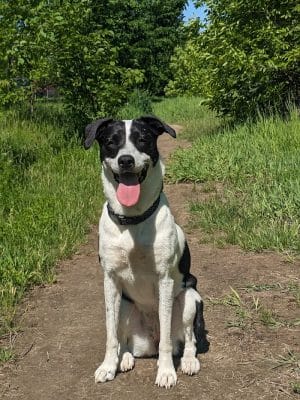 St. Anthony Parkway Off-Leash Dog Park