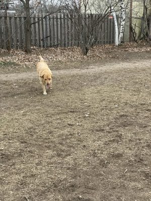 Victory Prairie Off-Leash Recreation Area