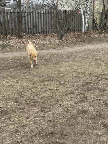 Victory Prairie Off-Leash Recreation Area