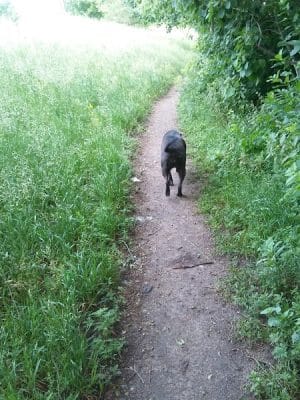 Victory Prairie Off-Leash Recreation Area