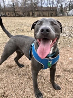 Victory Prairie Off-Leash Recreation Area