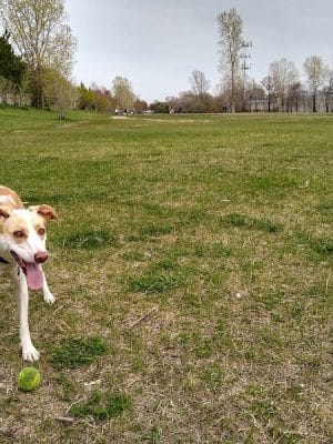 Victory Prairie Off-Leash Recreation Area
