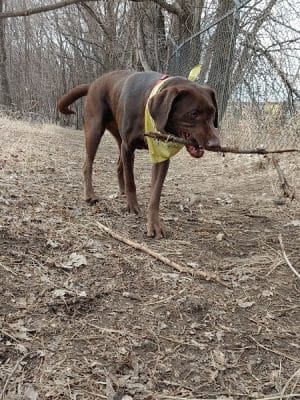 Victory Prairie Off-Leash Recreation Area