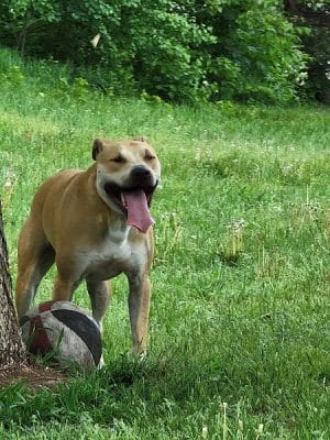 Victory Prairie Off-Leash Recreation Area