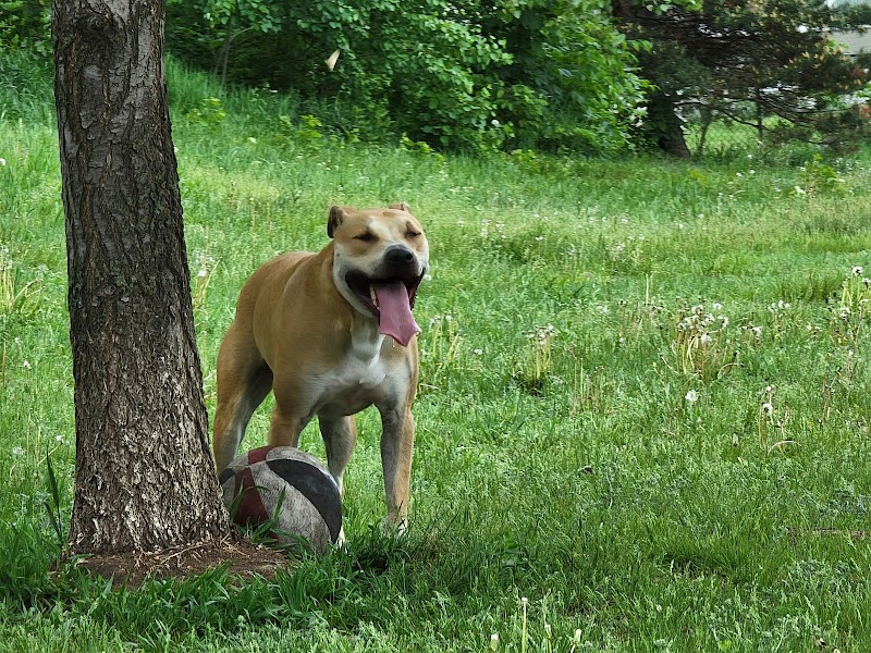 Victory Prairie Off-Leash Recreation Area - Minneapolis, MN