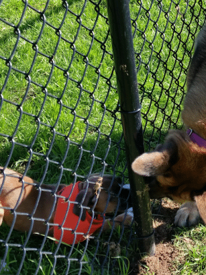 Lakeland Area Dog Park - Minocqua, WI