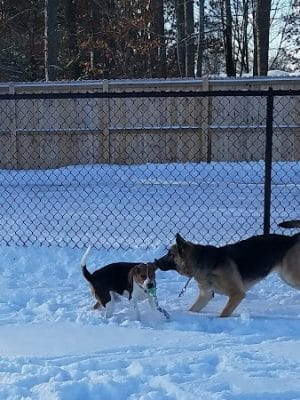 Lakeland Area Dog Park - Minocqua, WI