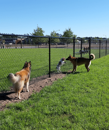 Lakeland Area Dog Park - Minocqua, WI