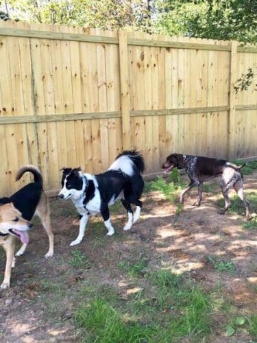 Lakeland Area Dog Park - Minocqua, WI