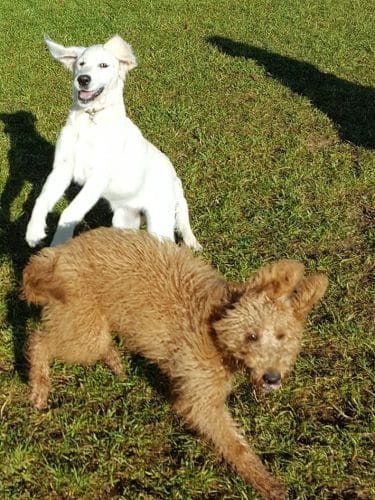 Lakeland Area Dog Park - Minocqua, WI