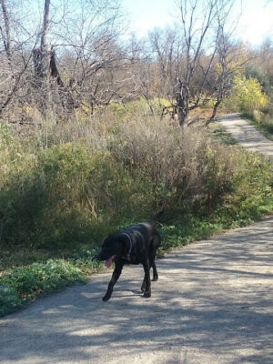 Dakota Bark Park