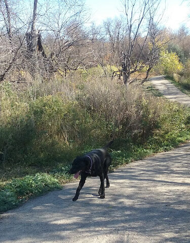 Dakota Bark Park