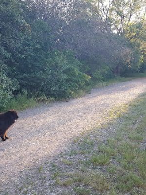 Jacobs Island Offleash Dog Park (Swimming Access)