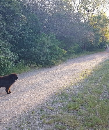 Jacobs Island Offleash Dog Park (Swimming Access)