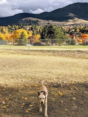 Playfair Park Pup Pen