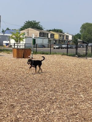 Rail Link Dog Park B.C.