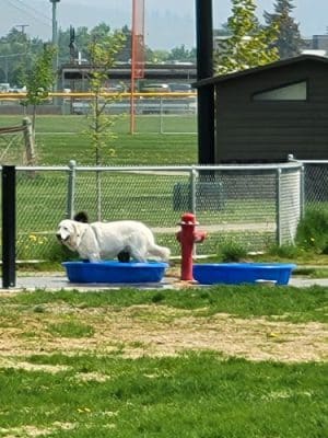 Sgt. Bozo Dog Park