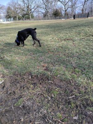 Rothwell Park Dog Park