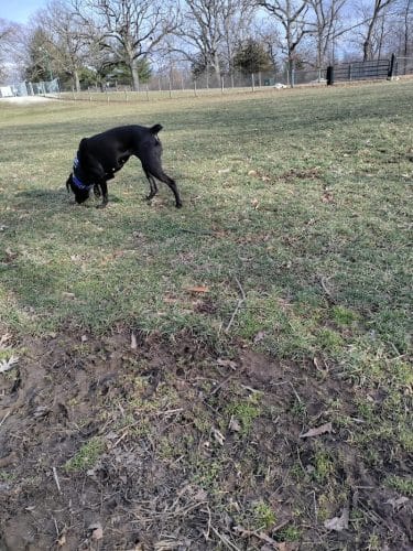 Rothwell Park Dog Park