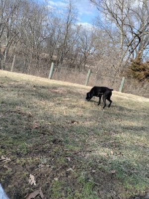 Rothwell Park Dog Park