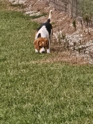 Rothwell Park Dog Park