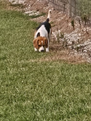 Rothwell Park Dog Park