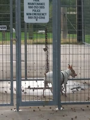 Rothwell Park Dog Park