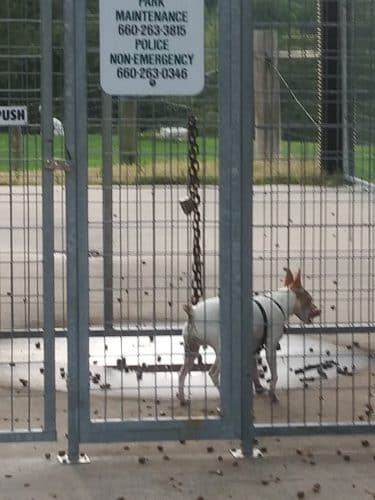 Rothwell Park Dog Park