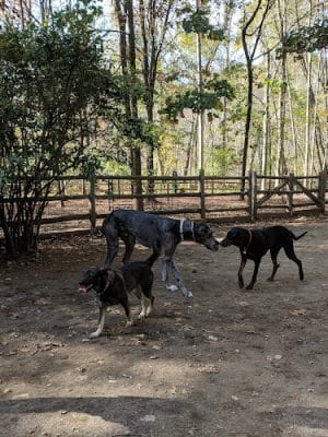 Yorktown Community Dog Park