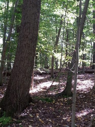 Thompson Park