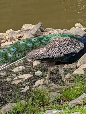 Thompson Park