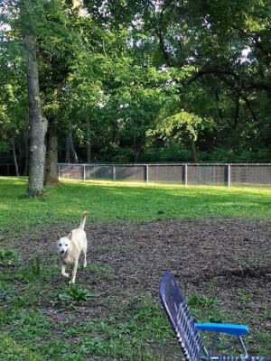 Monroeville Dog Park