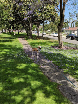 Lucinda Garcia Park