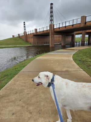 Hackberry Dog Park