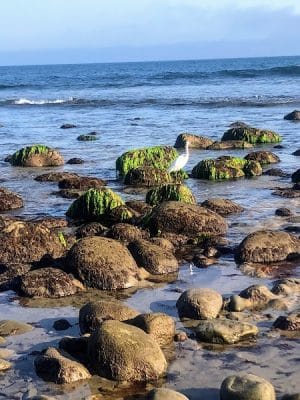 Butterfly Beach