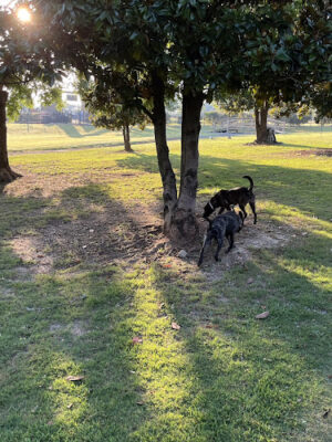 Hannah Daye Ridling Bark Park