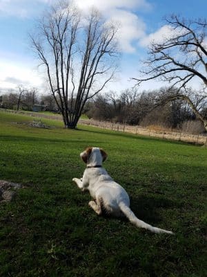Monticello Dog Park