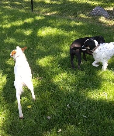 Monticello Dog Park