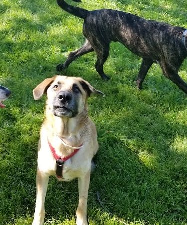 Monticello Dog Park