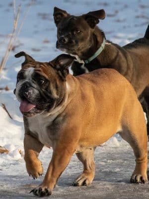 Monticello Dog Park