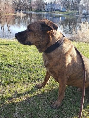 Monticello Dog Park