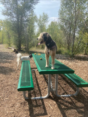 Montrose Dog Park